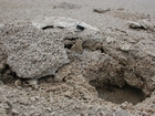 Qanatir Cerithid Gastropod shoal & beach rock